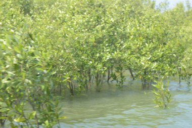 Mangrove Ormanı Cox 's Bazar, Bangladeş' te gelgit sırasında. Nehir suyuna kısmen batmış yemyeşil ağaçlar kıyı sularına dayanıklılık gösteriyor..