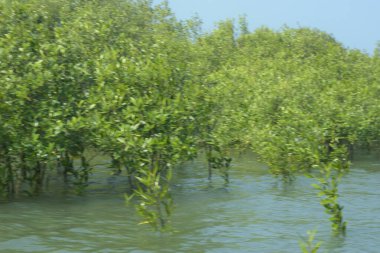 Mangrove Ormanı Cox 's Bazar, Bangladeş' te gelgit sırasında. Nehir suyuna kısmen batmış yemyeşil ağaçlar kıyı sularına dayanıklılık gösteriyor..