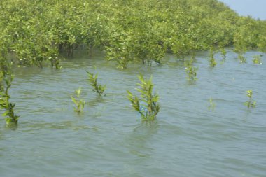 Mangrove Ormanı Cox 's Bazar, Bangladeş' te gelgit sırasında. Nehir suyuna kısmen batmış yemyeşil ağaçlar kıyı sularına dayanıklılık gösteriyor..