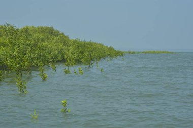 Mangrove Ormanı Cox 's Bazar, Bangladeş' te gelgit sırasında. Nehir suyuna kısmen batmış yemyeşil ağaçlar kıyı sularına dayanıklılık gösteriyor..