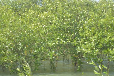 Mangrove Ormanı Cox 's Bazar, Bangladeş' te gelgit sırasında. Nehir suyuna kısmen batmış yemyeşil ağaçlar kıyı sularına dayanıklılık gösteriyor..