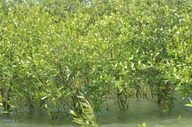Mangrove Ormanı Cox 's Bazar, Bangladeş' te gelgit sırasında. Nehir suyuna kısmen batmış yemyeşil ağaçlar kıyı sularına dayanıklılık gösteriyor..