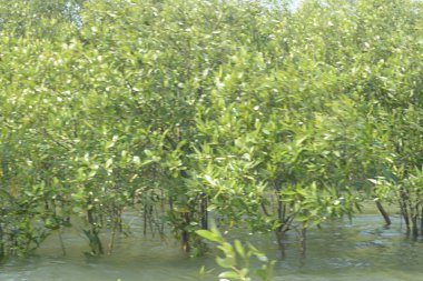 Mangrove Ormanı Cox 's Bazar, Bangladeş' te gelgit sırasında. Nehir suyuna kısmen batmış yemyeşil ağaçlar kıyı sularına dayanıklılık gösteriyor..