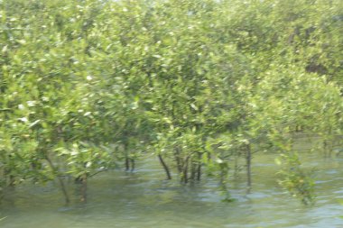 Mangrove Ormanı Cox 's Bazar, Bangladeş' te gelgit sırasında. Nehir suyuna kısmen batmış yemyeşil ağaçlar kıyı sularına dayanıklılık gösteriyor..