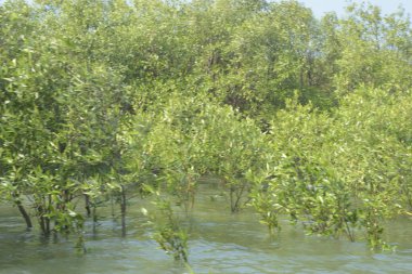 Mangrove Ormanı Cox 's Bazar, Bangladeş' te gelgit sırasında. Nehir suyuna kısmen batmış yemyeşil ağaçlar kıyı sularına dayanıklılık gösteriyor..