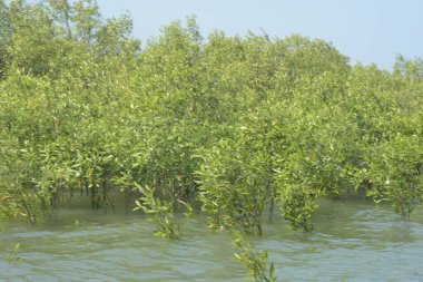 Mangrove Ormanı Cox 's Bazar, Bangladeş' te gelgit sırasında. Nehir suyuna kısmen batmış yemyeşil ağaçlar kıyı sularına dayanıklılık gösteriyor..