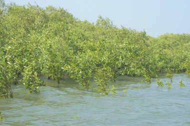 Mangrove Ormanı Cox 's Bazar, Bangladeş' te gelgit sırasında. Nehir suyuna kısmen batmış yemyeşil ağaçlar kıyı sularına dayanıklılık gösteriyor..