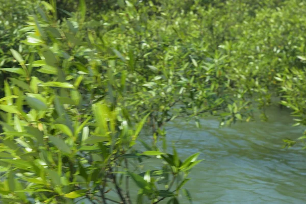 Mangrove Ormanı Cox 's Bazar, Bangladeş' te gelgit sırasında. Nehir suyuna kısmen batmış yemyeşil ağaçlar kıyı sularına dayanıklılık gösteriyor..