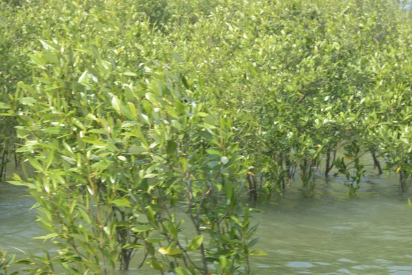 Mangrove Ormanı Cox 's Bazar, Bangladeş' te gelgit sırasında. Nehir suyuna kısmen batmış yemyeşil ağaçlar kıyı sularına dayanıklılık gösteriyor..