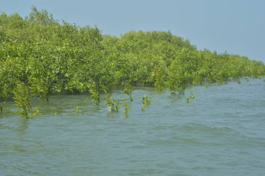 Mangrove Ormanı Cox 's Bazar, Bangladeş' te gelgit sırasında. Nehir suyuna kısmen batmış yemyeşil ağaçlar kıyı sularına dayanıklılık gösteriyor..