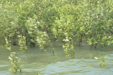 Mangrove Ormanı Cox 's Bazar, Bangladeş' te gelgit sırasında. Nehir suyuna kısmen batmış yemyeşil ağaçlar kıyı sularına dayanıklılık gösteriyor..