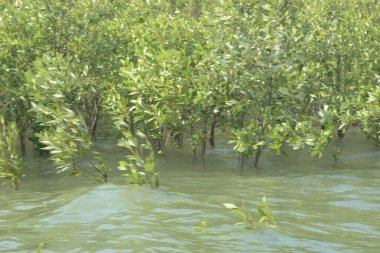 Mangrove Ormanı Cox 's Bazar, Bangladeş' te gelgit sırasında. Nehir suyuna kısmen batmış yemyeşil ağaçlar kıyı sularına dayanıklılık gösteriyor..