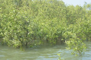 Mangrove Ormanı Cox 's Bazar, Bangladeş' te gelgit sırasında. Nehir suyuna kısmen batmış yemyeşil ağaçlar kıyı sularına dayanıklılık gösteriyor..