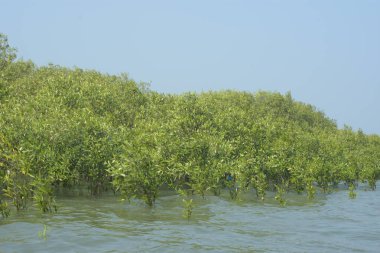 Mangrove Ormanı Cox 's Bazar, Bangladeş' te gelgit sırasında. Nehir suyuna kısmen batmış yemyeşil ağaçlar kıyı sularına dayanıklılık gösteriyor..