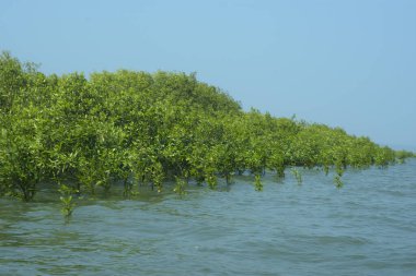 Mangrove Ormanı Cox 's Bazar, Bangladeş' te gelgit sırasında. Nehir suyuna kısmen batmış yemyeşil ağaçlar kıyı sularına dayanıklılık gösteriyor..