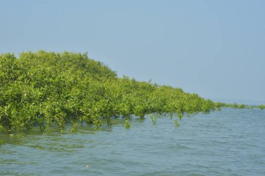 Mangrove Ormanı Cox 's Bazar, Bangladeş' te gelgit sırasında. Nehir suyuna kısmen batmış yemyeşil ağaçlar kıyı sularına dayanıklılık gösteriyor..