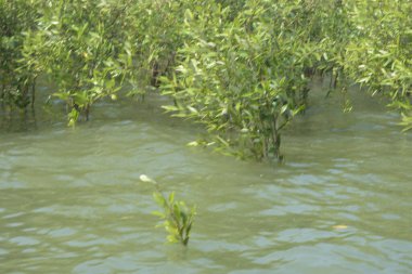 Mangrove Ormanı Cox 's Bazar, Bangladeş' te gelgit sırasında. Nehir suyuna kısmen batmış yemyeşil ağaçlar kıyı sularına dayanıklılık gösteriyor..