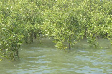 Mangrove Ormanı Cox 's Bazar, Bangladeş' te gelgit sırasında. Nehir suyuna kısmen batmış yemyeşil ağaçlar kıyı sularına dayanıklılık gösteriyor..