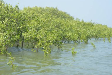 Mangrove Ormanı Cox 's Bazar, Bangladeş' te gelgit sırasında. Nehir suyuna kısmen batmış yemyeşil ağaçlar kıyı sularına dayanıklılık gösteriyor..