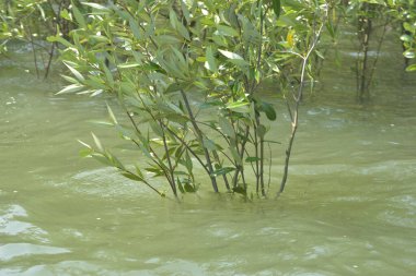 Mangrove Ormanı Cox 's Bazar, Bangladeş' te gelgit sırasında. Nehir suyuna kısmen batmış yemyeşil ağaçlar kıyı sularına dayanıklılık gösteriyor..