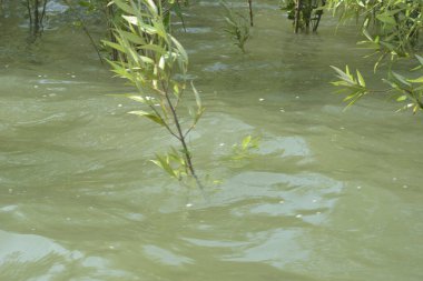 Mangrove Ormanı Cox 's Bazar, Bangladeş' te gelgit sırasında. Nehir suyuna kısmen batmış yemyeşil ağaçlar kıyı sularına dayanıklılık gösteriyor..