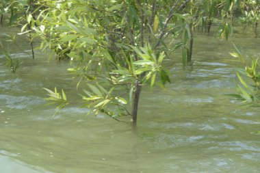 Mangrove Ormanı Cox 's Bazar, Bangladeş' te gelgit sırasında. Nehir suyuna kısmen batmış yemyeşil ağaçlar kıyı sularına dayanıklılık gösteriyor..