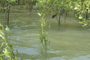 Mangrove Ormanı Cox 's Bazar, Bangladeş' te gelgit sırasında. Nehir suyuna kısmen batmış yemyeşil ağaçlar kıyı sularına dayanıklılık gösteriyor..