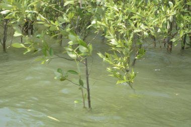 Mangrove Ormanı Cox 's Bazar, Bangladeş' te gelgit sırasında. Nehir suyuna kısmen batmış yemyeşil ağaçlar kıyı sularına dayanıklılık gösteriyor..