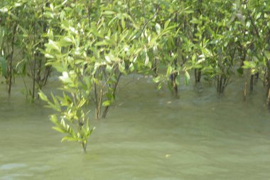 Mangrove Ormanı Cox 's Bazar, Bangladeş' te gelgit sırasında. Nehir suyuna kısmen batmış yemyeşil ağaçlar kıyı sularına dayanıklılık gösteriyor..