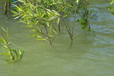 Mangrove Ormanı Cox 's Bazar, Bangladeş' te gelgit sırasında. Nehir suyuna kısmen batmış yemyeşil ağaçlar kıyı sularına dayanıklılık gösteriyor..