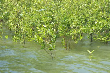 Mangrove Ormanı Cox 's Bazar, Bangladeş' te gelgit sırasında. Nehir suyuna kısmen batmış yemyeşil ağaçlar kıyı sularına dayanıklılık gösteriyor..