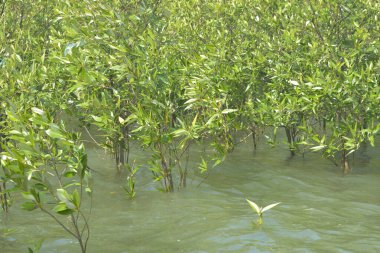 Mangrove Ormanı Cox 's Bazar, Bangladeş' te gelgit sırasında. Nehir suyuna kısmen batmış yemyeşil ağaçlar kıyı sularına dayanıklılık gösteriyor..