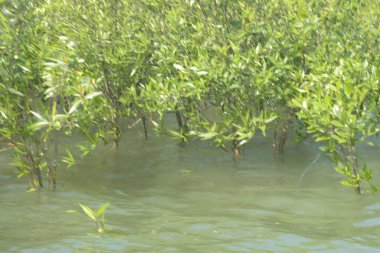 Mangrove Ormanı Cox 's Bazar, Bangladeş' te gelgit sırasında. Nehir suyuna kısmen batmış yemyeşil ağaçlar kıyı sularına dayanıklılık gösteriyor..