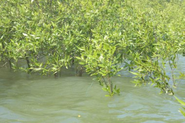 Mangrove Ormanı Cox 's Bazar, Bangladeş' te gelgit sırasında. Nehir suyuna kısmen batmış yemyeşil ağaçlar kıyı sularına dayanıklılık gösteriyor..