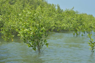 Mangrove Ormanı Cox 's Bazar, Bangladeş' te gelgit sırasında. Nehir suyuna kısmen batmış yemyeşil ağaçlar kıyı sularına dayanıklılık gösteriyor..