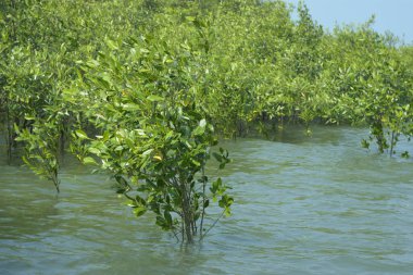 Mangrove Ormanı Cox 's Bazar, Bangladeş' te gelgit sırasında. Nehir suyuna kısmen batmış yemyeşil ağaçlar kıyı sularına dayanıklılık gösteriyor..