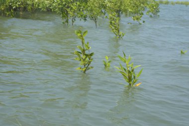 Mangrove Ormanı Cox 's Bazar, Bangladeş' te gelgit sırasında. Nehir suyuna kısmen batmış yemyeşil ağaçlar kıyı sularına dayanıklılık gösteriyor..