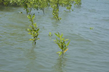 Mangrove Ormanı Cox 's Bazar, Bangladeş' te gelgit sırasında. Nehir suyuna kısmen batmış yemyeşil ağaçlar kıyı sularına dayanıklılık gösteriyor..