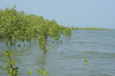 Mangrove Ormanı Cox 's Bazar, Bangladeş' te gelgit sırasında. Nehir suyuna kısmen batmış yemyeşil ağaçlar kıyı sularına dayanıklılık gösteriyor..