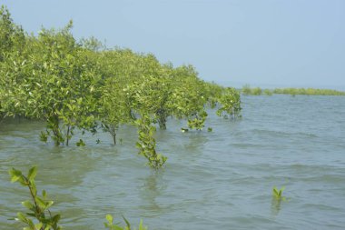 Mangrove Ormanı Cox 's Bazar, Bangladeş' te gelgit sırasında. Nehir suyuna kısmen batmış yemyeşil ağaçlar kıyı sularına dayanıklılık gösteriyor..