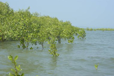Mangrove Ormanı Cox 's Bazar, Bangladeş' te gelgit sırasında. Nehir suyuna kısmen batmış yemyeşil ağaçlar kıyı sularına dayanıklılık gösteriyor..