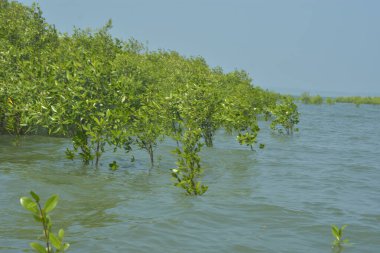 Mangrove Ormanı Cox 's Bazar, Bangladeş' te gelgit sırasında. Nehir suyuna kısmen batmış yemyeşil ağaçlar kıyı sularına dayanıklılık gösteriyor..