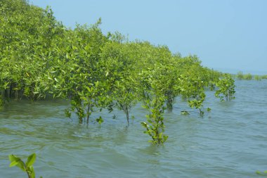 Mangrove Ormanı Cox 's Bazar, Bangladeş' te gelgit sırasında. Nehir suyuna kısmen batmış yemyeşil ağaçlar kıyı sularına dayanıklılık gösteriyor..