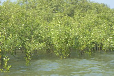 Bangladeş 'teki Cox' s Bazar 'ın gelgit nehrindeki dağınık mangrov ağaçlarının panoramik manzarası. Mavi gökyüzünün altında geniş bir kıyı sulak arazi ekosistemi manzarası.