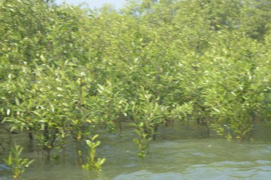 Bangladeş 'teki Cox' s Bazar 'ın gelgit nehrindeki dağınık mangrov ağaçlarının panoramik manzarası. Mavi gökyüzünün altında geniş bir kıyı sulak arazi ekosistemi manzarası.