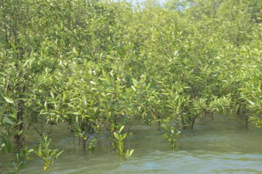 Bangladeş 'teki Cox' s Bazar 'ın gelgit nehrindeki dağınık mangrov ağaçlarının panoramik manzarası. Mavi gökyüzünün altında geniş bir kıyı sulak arazi ekosistemi manzarası.