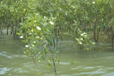 Bangladeş 'teki Cox' s Bazar 'ın gelgit nehrindeki dağınık mangrov ağaçlarının panoramik manzarası. Mavi gökyüzünün altında geniş bir kıyı sulak arazi ekosistemi manzarası.