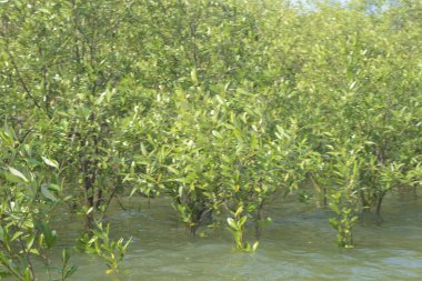 Bangladeş 'teki Cox' s Bazar 'ın gelgit nehrindeki dağınık mangrov ağaçlarının panoramik manzarası. Mavi gökyüzünün altında geniş bir kıyı sulak arazi ekosistemi manzarası.