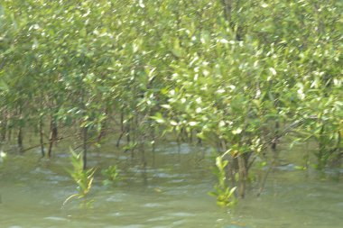 Bangladeş 'teki Cox' s Bazar 'ın gelgit nehrindeki dağınık mangrov ağaçlarının panoramik manzarası. Mavi gökyüzünün altında geniş bir kıyı sulak arazi ekosistemi manzarası.