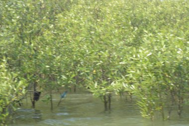 Bangladeş 'teki Cox' s Bazar 'ın gelgit nehrindeki dağınık mangrov ağaçlarının panoramik manzarası. Mavi gökyüzünün altında geniş bir kıyı sulak arazi ekosistemi manzarası.